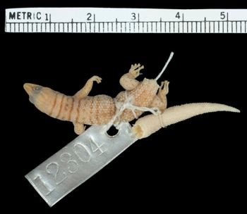 Media type: image;   Herpetology R-12304